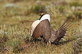 Greater Sage-Grouse